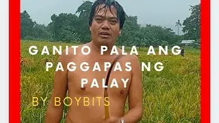 Pag ani ng palay -larry #buhay bukid