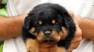 🥂Carlsberg 🥂😍 || Ahil X Wanneta|| #rottweiler #puppy #pet @vomgehlaut-shorts ||