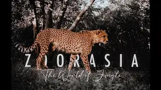 Zoorasia Zoo Photography
