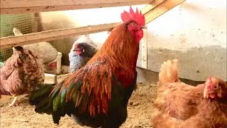 Петухи Маран Черно-медный, Барневельдер, Билефельдер и наши курочки!