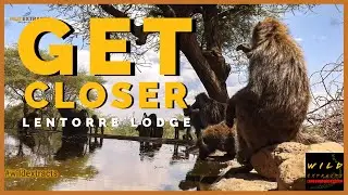 Wildlife Hide Photography: Lentorre Lodge // Olakiriamatian Conservancy