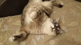 Зависший Беляшик