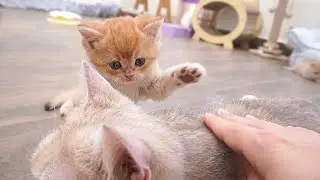 The kittens running to mom cat, meowing loudly and begging for her attention, are so cute