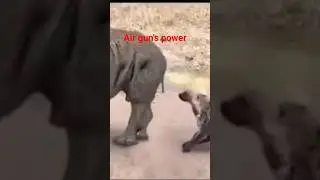 rhinoceros vrs hyenas II too much of everything....II greedy hyenas punished by rhinoceros