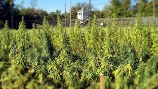 Drugs: Is the Global War on Drugs a Failure?