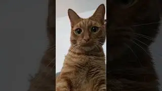 ❤️Кот Артём❤️