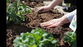 Leveren biologische bodems door de bemestingsvorm volledige plantvoeding?