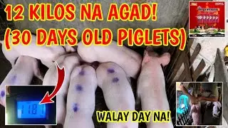 IWAWALAY NA ANG MGA BIIK NI WHITE MAMA , 12 KILOS NA AGAD ANG TIMBANG@ MANGUNGUMA TV