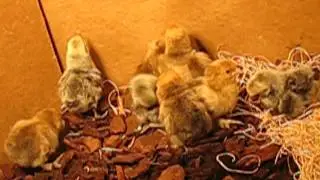 Baby Chicks 3 Days Old