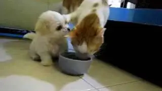 gatito y perrito