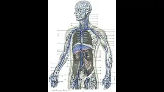 Lecture 5  Trunk veins  Fetal blood circulation