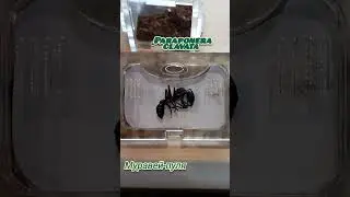 Paraponera clavata 