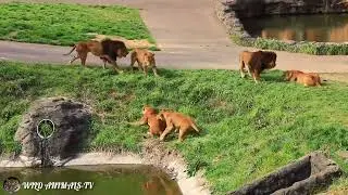 A fierce fight between a lion and a lioness in the zoo / animal world