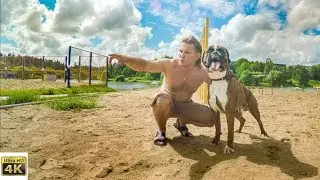 Собака боксёр на турниках