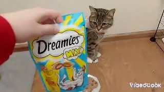 У кошки Фени день рождения! Ура! Фене 3 года! Дарим Фене подарки и веселимся! Что мы подарили Фене??
