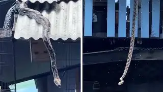 Python Dives 20ft From Roof Into Water While Hunting Dinner