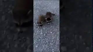 Миленькие енотики
