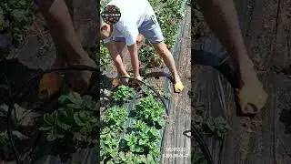 #цитаты #юмор  #топ #рассадаклубники #клубника #рекомендации #рек