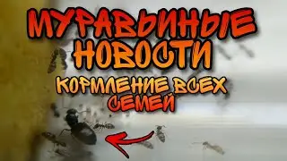 Муравьиные Новости! // Формикарий для Plagiolepis, лет Геркулесов и другое.