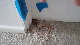 Rats in Apartment