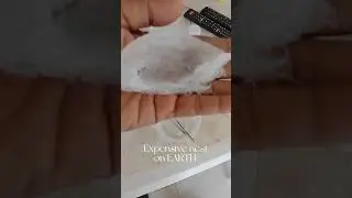 SUPER EXPENSIVE NEST ON EARTH