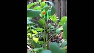 Jewelweed herb for poison ivy