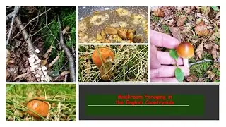 An early September Forage/ Mushroom are not out yet / #mushroomhunting