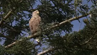 Isle of Mull Wildlife
