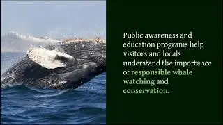 Whale Watching in Samana Bay, A Spectacle of Majestic Giants #whalewatch  #dominican #samana