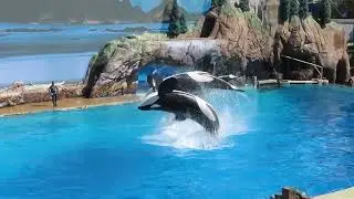 Orca Show: Sea World, San Diego, CA: Feb. 2022