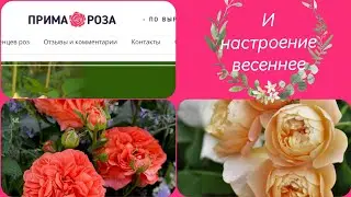 🌹🌹🌹Обзор посылки с розами из питомника Прима роза. Весна 23 г. 🌹🌹