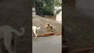 tere jaisa#shorts#yaar Kahan#yarana#yaaranasongs#doglover #viralshorts#sandycandy#indian#street#dog