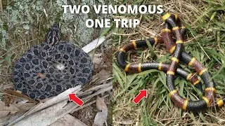 Two VENOMOUS snakes in one trip !!