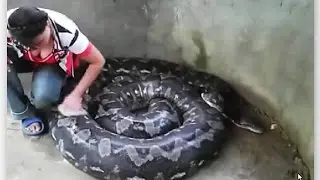 Девочка Моет ЗМЕЮ !!