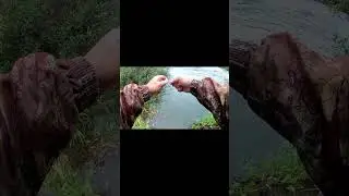 Осень близко! ЩУКА вышла! Ловля щуки на живца. Рыбалка на Оке. #рыбалка #fishing #щука