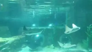 океанариум