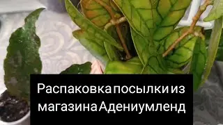 распаковка посылки с растениями