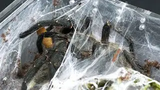 Dzień dobry na kanale Ciekawe Ptaszniki 🕷️