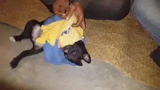🤓Fun With Our Desi Dog🐕KALU Direct Come From Bollywood Movie Teri Meherbaniyan|DesiDog Winter Care
