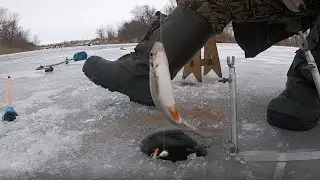 Рыбалка со льда, плотва, пулеметный клев.
