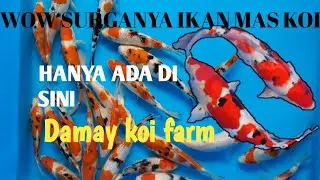 JENIS- JENIS IKAN KOI,SURGANYA IKAN KOI || HANYA DI DAMAY KOI FARM #ikankoi