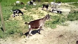 Козлик Энигма-Лил американ