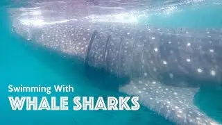SWIMMING WITH WHALE SHARKS - Mexico
