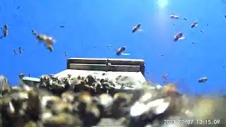 Bee swarm arrival!