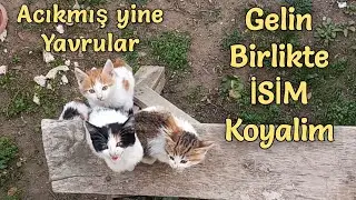 Yavrularımıza Birlikte İsim Koyalım #kedi