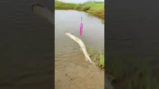 голодная мелкая щука