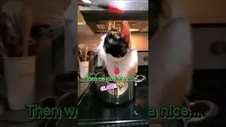 Cooking Cat Gone Wrong! #cat #funny #shorts
