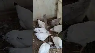 Первое яйцо от доминантов!!!
