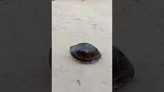 chú rùa không thấy đầu đuôi