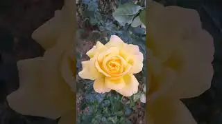 Желтая роза